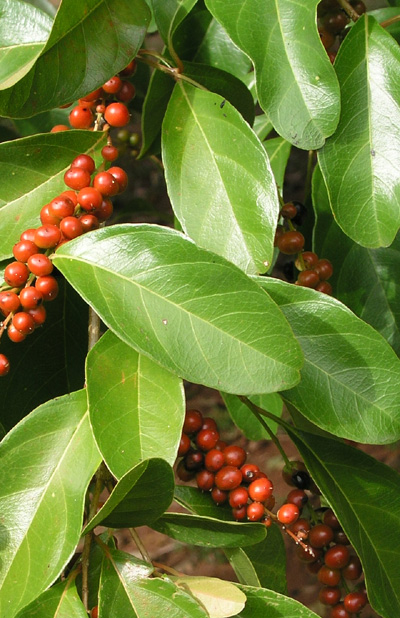 zelena-kava-strom