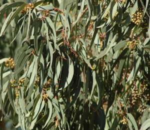eukalyptus-zeleny