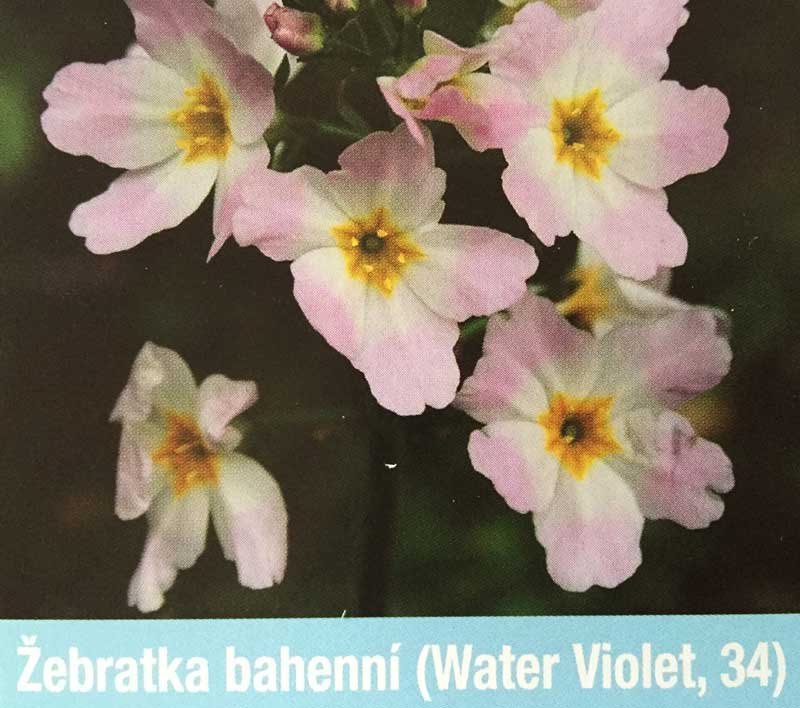 water-violet-bachovky-welln